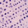 Mitose vue au microscope