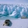 Famille de phoques du Groenland
