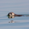 Phoque de la mer Caspienne