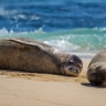 Phoques moines de Hawaii