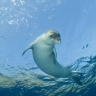 Phoque moine de la Méditerranée