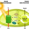 Photosynthèse Photosynthèse