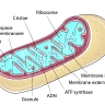 Mitochondrie