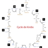 Cycle de Krebs