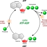 ADP-ATP