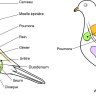 Anatomie d'un oiseau