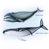 Baleines