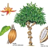 Cacaoyer Cacaoyer