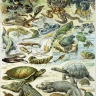 Planche de reptiles 