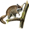 Écureuil volant (polatouche) Écureuil volant (polatouche)