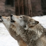 Hurlement de loups Hurlement de loups