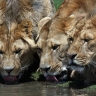 Lions se désaltérant