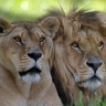 Couple de lions