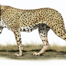 Guépard